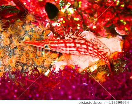 庫達貢貝 伊豆大島 118699634