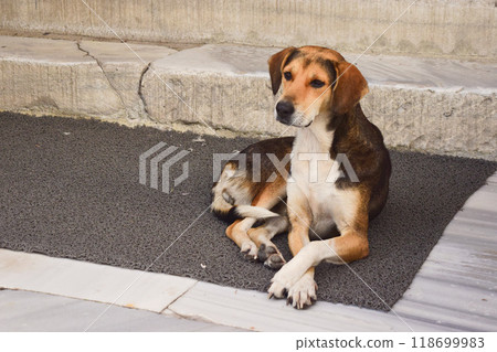 Dog staring at owner, Türkiye 118699983