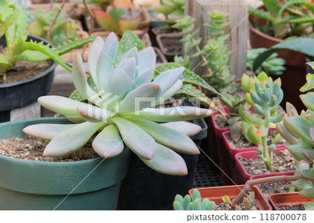 Pachyphytum hookeri. Succulents plants in pot in house. Green plants in home. Shaped rose petals in garden. Pointed succulent. Pachyphytum hookeri. Succulents plants in pot in house. Green plants in home. Shaped rose petals in garden. Pointed succulent. 118700078
