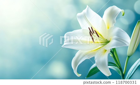 Delicate white lily blooming in spring garden 118700331