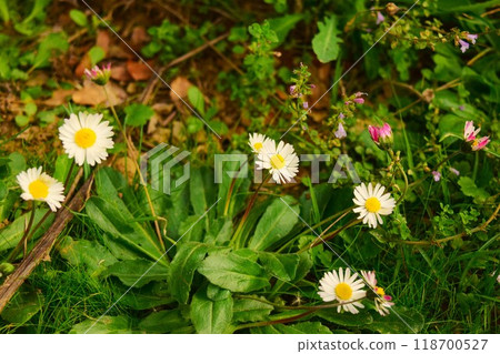 White daisies blooming on a bank in Türkiye White daisies blooming on a bank in Türkiye 118700527