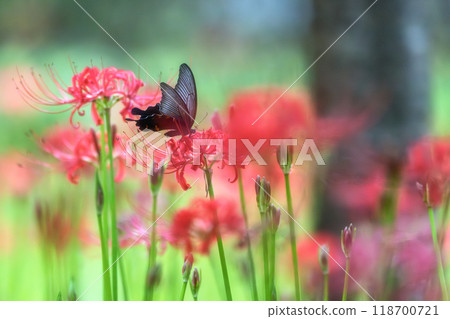 A full-blooming spider lily with flying swallowtails A full-blooming spider lily with flying swallowtails 118700721