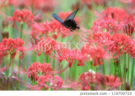 A full-blooming spider lily with flying swallowtails 118700728
