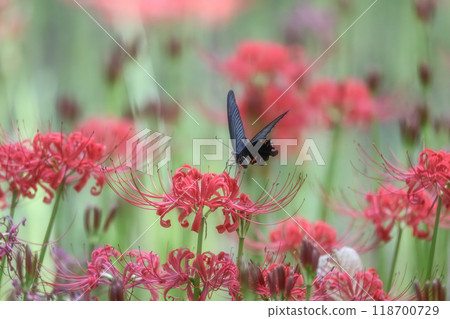 A full-blooming spider lily with flying swallowtails A full-blooming spider lily with flying swallowtails 118700729