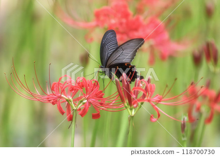 A full-blooming spider lily with flying swallowtails 118700730