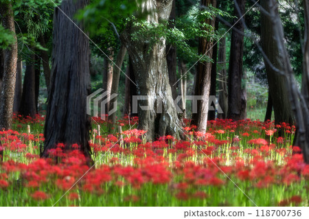 A full-blooming spider lily with flying swallowtails A full-blooming spider lily with flying swallowtails 118700736