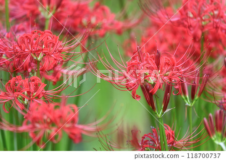 A full-blooming spider lily with flying swallowtails A full-blooming spider lily with flying swallowtails 118700737