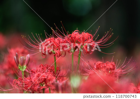 A full-blooming spider lily with flying swallowtails A full-blooming spider lily with flying swallowtails 118700743