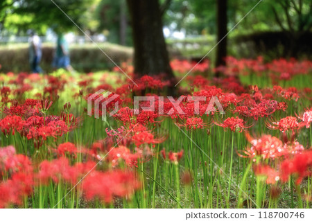 A full-blooming spider lily with flying swallowtails A full-blooming spider lily with flying swallowtails 118700746