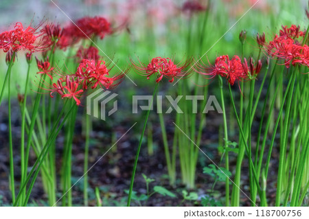 曼珠莎花盛開，烏鴉燕尾舞 118700756