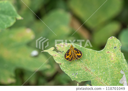 Kimadaraseseri 118701049