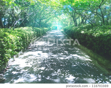 Early summer promenade: light and shadow 118701089