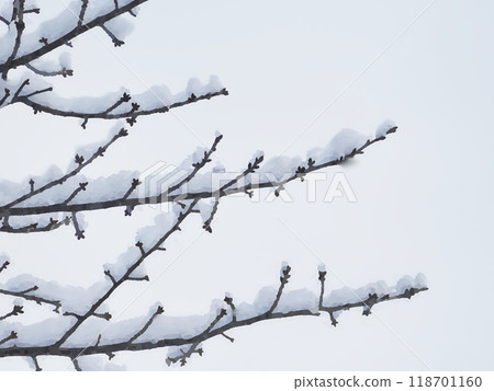 樹枝上的雪特寫 樹枝上的雪特寫 118701160