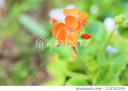 Cute geranium flowers 118701243
