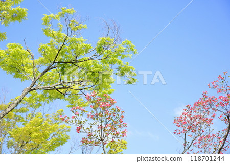 Refreshing dogwood flowers 118701244