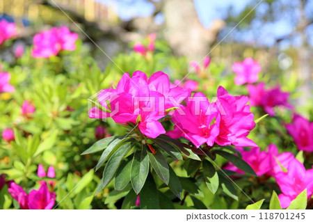 Vivid Hirado azalea flowers Vivid Hirado azalea flowers 118701245