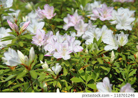 Refreshing Hirado Azalea Flowers 118701246