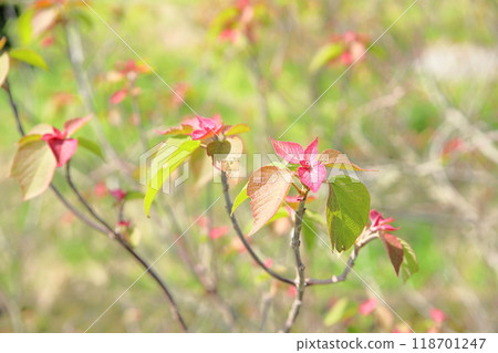 Vivid new shoots of Mallotus japonicus 118701247