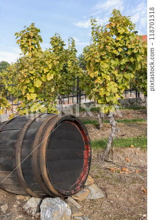 Wooden Barrel in Vineyard with Scenic Green Grape Vines Under Blue Sky Wooden Barrel in Vineyard with Scenic Green Grape Vines Under Blue Sky 118701318