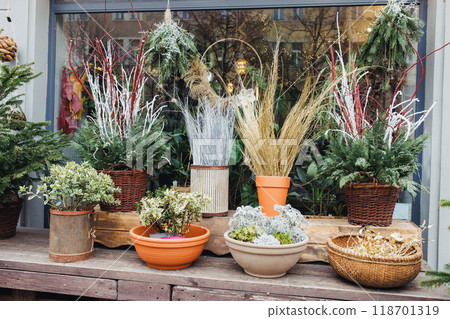 Festive Holiday Window Display with Christmas Plants and Decorations. Festive Holiday Window Display with Christmas Plants and Decorations. 118701319