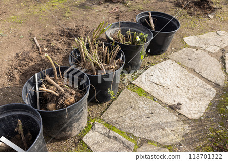 Garden Plants in Black Pots Ready for Transplanting on Stone Pathway. Garden Plants in Black Pots Ready for Transplanting on Stone Pathway. 118701322