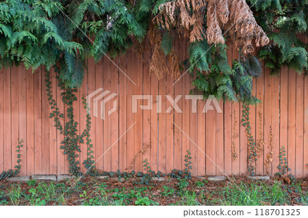 Wooden Fence with Green and Brown Foliage, Overgrown Vines, and Grass. Wooden Fence with Green and Brown Foliage, Overgrown Vines, and Grass. 118701325