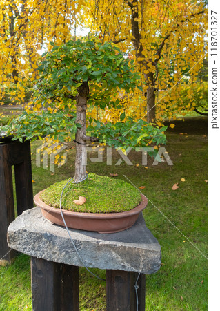 Beautiful Bonsai Tree in Autumn Garden with Vibrant Yellow Foliage. Beautiful Bonsai Tree in Autumn Garden with Vibrant Yellow Foliage. 118701327