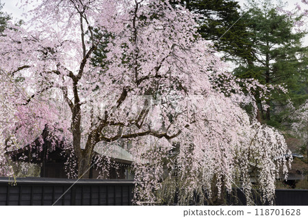 角館武士宅邸街垂枝櫻花盛開 118701628