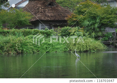 Grey heron at Lake Kinrin in Yufuin 118701647