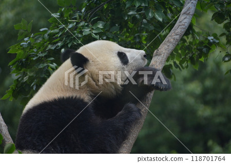 熊貓在動物園裡 熊貓在動物園裡 118701764