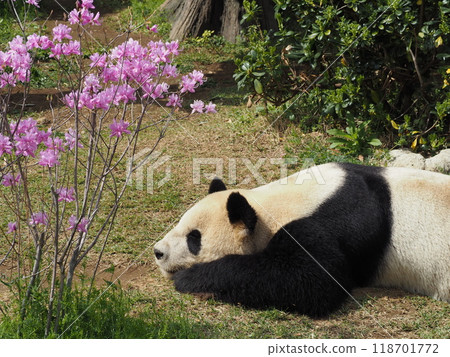 Panda in the zoo 118701772