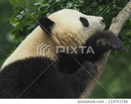Panda in the zoo Panda in the zoo 118701796