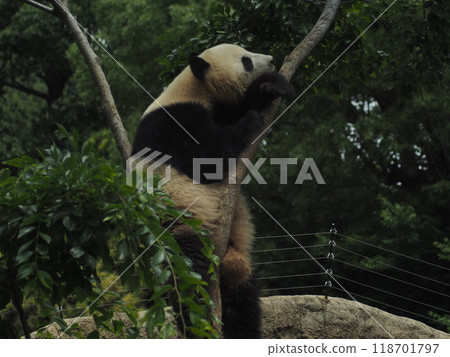 熊貓在動物園裡 118701797