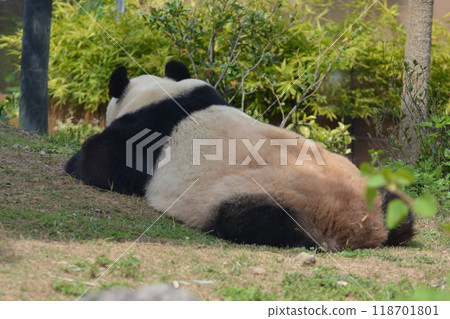 熊貓在動物園裡 118701801
