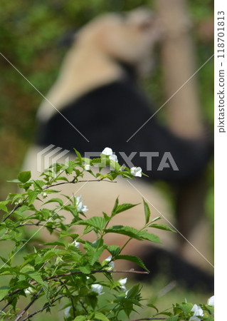 Panda in the zoo Panda in the zoo 118701813