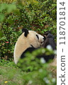 Panda in the zoo 118701814