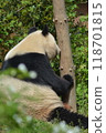Panda in the zoo 118701815