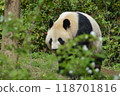 Panda in the zoo 118701816