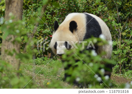Panda in the zoo Panda in the zoo 118701816
