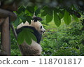 Panda in the zoo 118701817