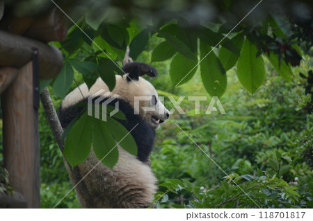 Panda in the zoo Panda in the zoo 118701817