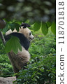 Panda in the zoo 118701818