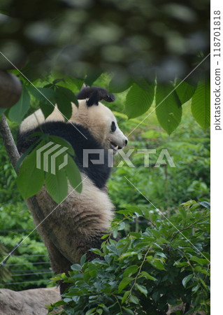 Panda in the zoo Panda in the zoo 118701818