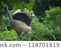 Panda in the zoo 118701819