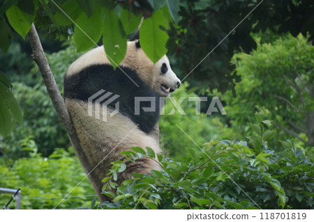 Panda in the zoo Panda in the zoo 118701819