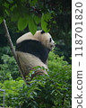 Panda in the zoo 118701820