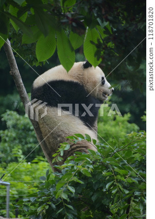 熊貓在動物園裡 熊貓在動物園裡 118701820