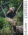 Panda in the zoo 118701821