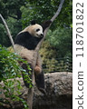 Panda in the zoo 118701822