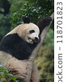 Panda in the zoo 118701823